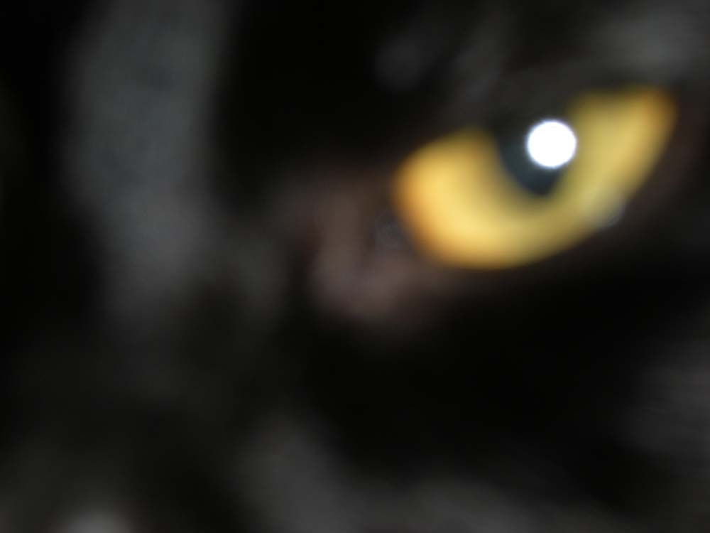 Lucie Boswell - Photography - Cat's Eye